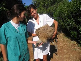 ONG AMUS busca recursos con las que construir un módulo de aves rapaces diurnas
