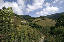 El Gobierno de Navarra invertirá 463.754 euros en proyectos de ordenación forestal en dos años