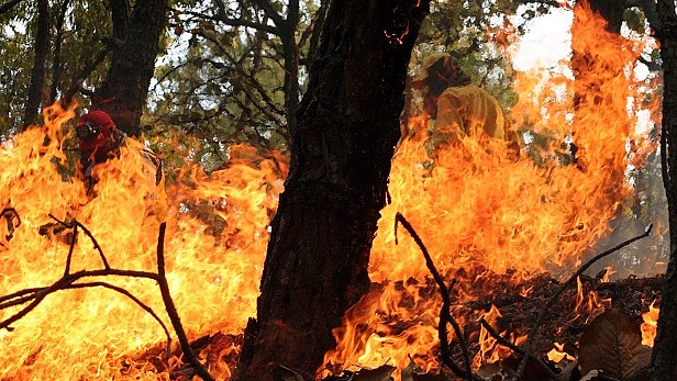 Proponen acciones para salvaguardar el bosque La Primavera