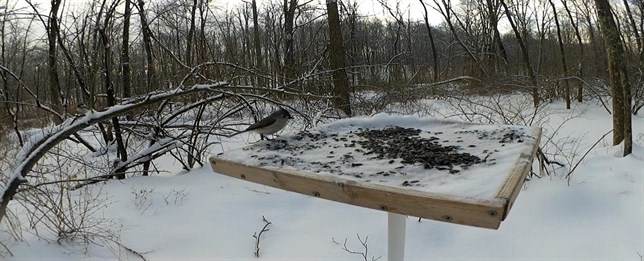 Los pájaros tienen menos respuesta al peligro debido al ruido del tráfico