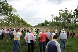 Avanza proyecto agroforestal en Guatemala para contribuir a la mitigación del cambio climático