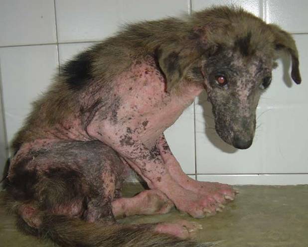 México. El maltrato a los animales será castigado con la cárcel