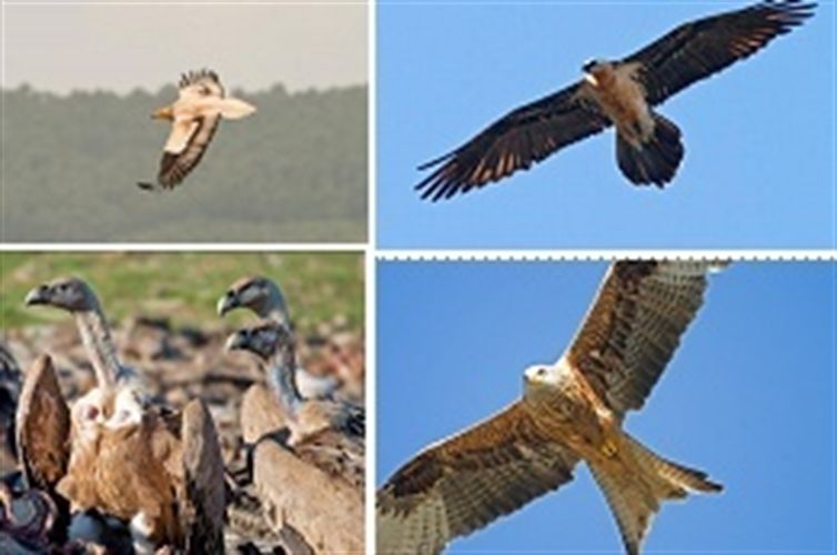 Navarra permite alimentar aves necrófagas