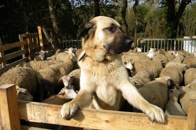 Campaña ‘Vivir con lobos’