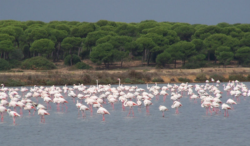 El Ayuntamiento de Gibraleón (Huelva) no quiere estar incluido en la Reserva de la Biosfera del paraje natural Marismas del Odiel