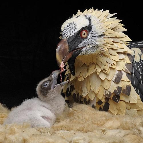 El MARM participa en la suelta experimental de dos quebrantahuesos en el Parque Nacional de los Picos de Europa