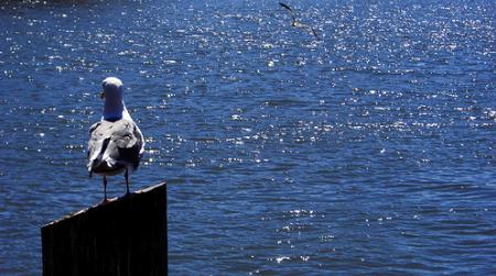 Identifican 42 áreas importantes para la conservación de las aves marinas en España