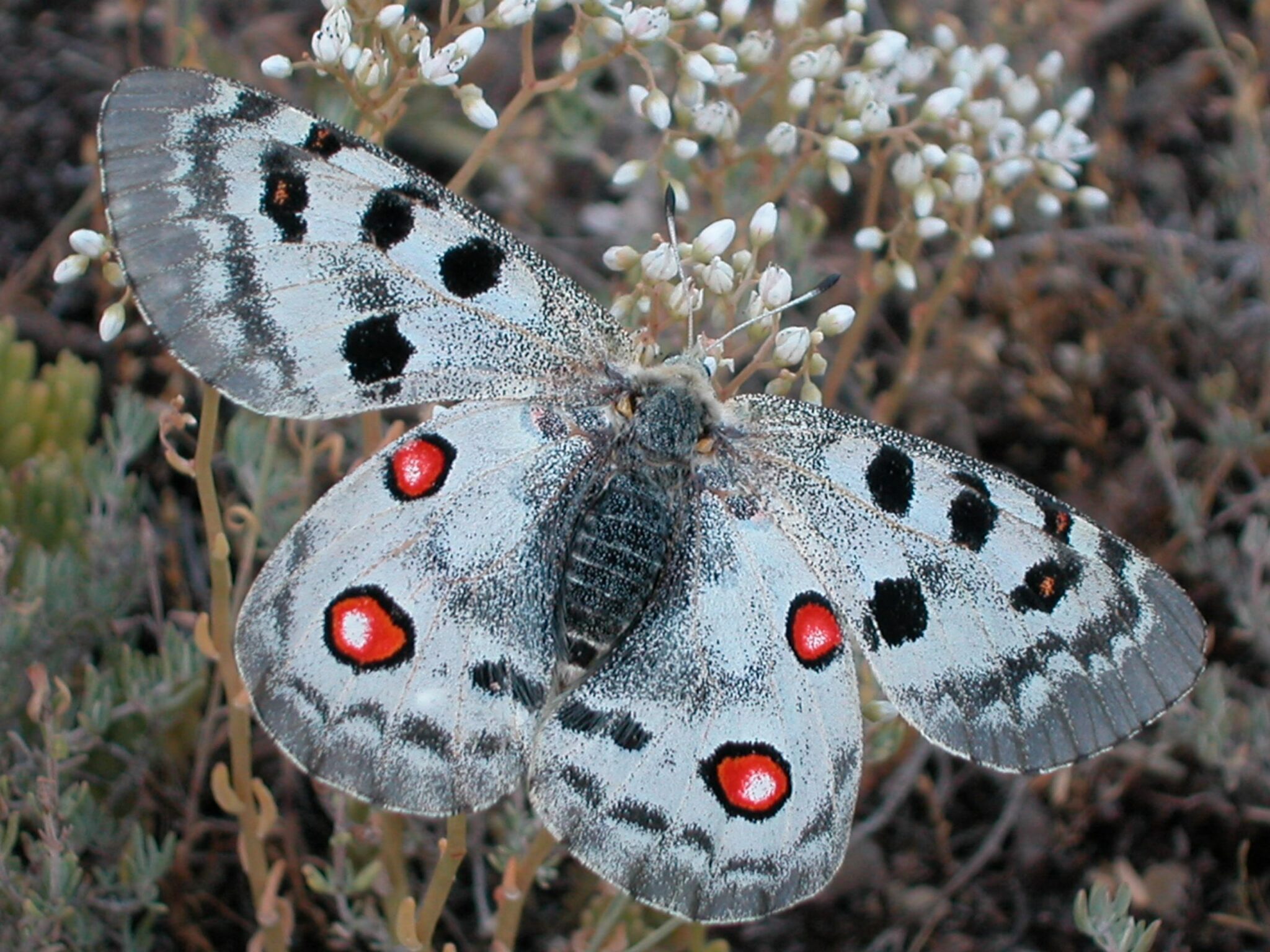 El Parque Nacional de Ordesa y Monte Perdido pone en marcha una campaña entre los visitantes para colaborar en la recogida de datos de la mariposa apolo