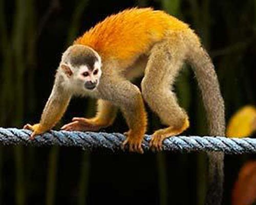 Detenido un individuo en Sevilla por robar un mono ‘titi’ en el zoológico de Guillena