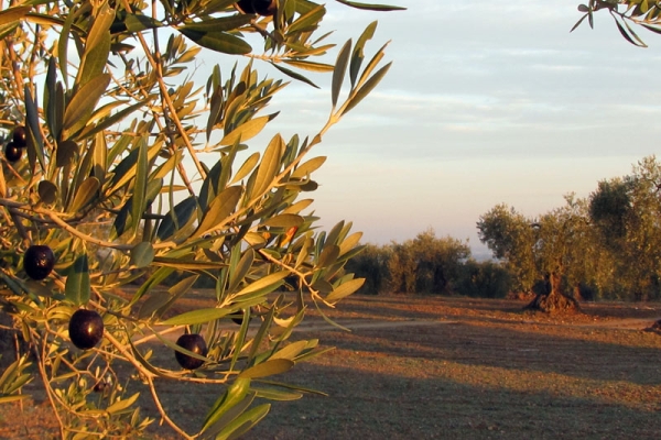 Convocatoria de ayudas agroambientales en Extremadura