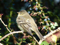 Las aves dispersan semillas de árboles y arbustos de los bosques cantábricos