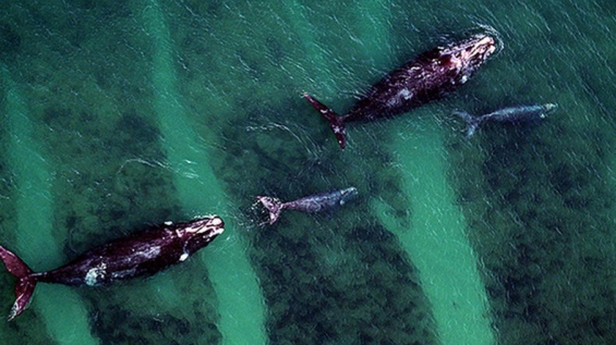 Argentina: Récord de ballenas francas en Península Valdés