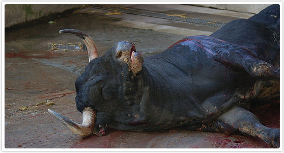 La mayoría de los españoles se oponen a destinar fondos públicos para financiar la tauromaquia