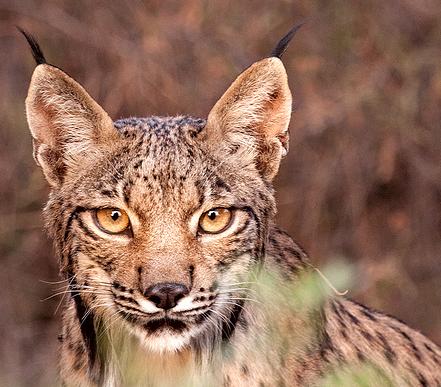 Un lince liberado en Doñana en 2008 entra en territorio portugués