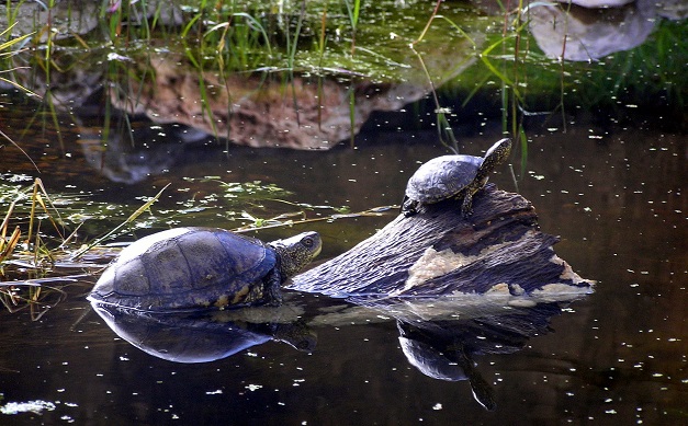 GREFA libera a cuarenta galápagos europeos en el Parque Regional de la Cuenca Alta del Manzanares