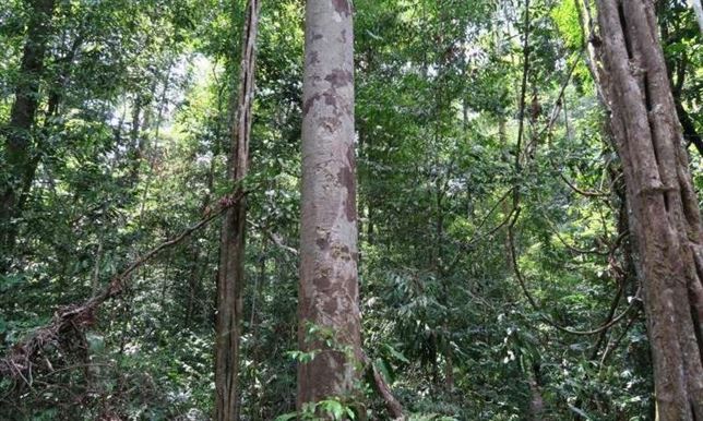 La sequía enemigo nº1 para los árboles tropicales más altos