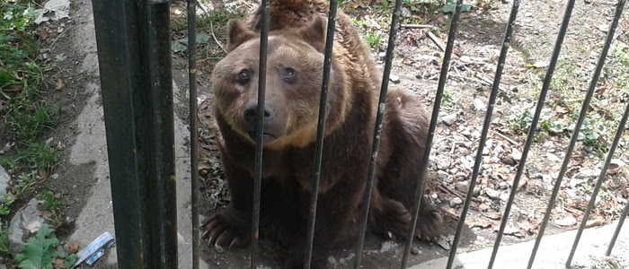 Los osos de Arties se trasladarán a un santuario húngaro