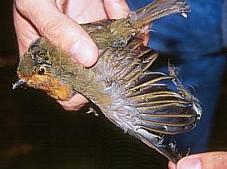 La Fiscalía interpuso más de 100 denuncias por la caza con parany en la provincia durante 2009