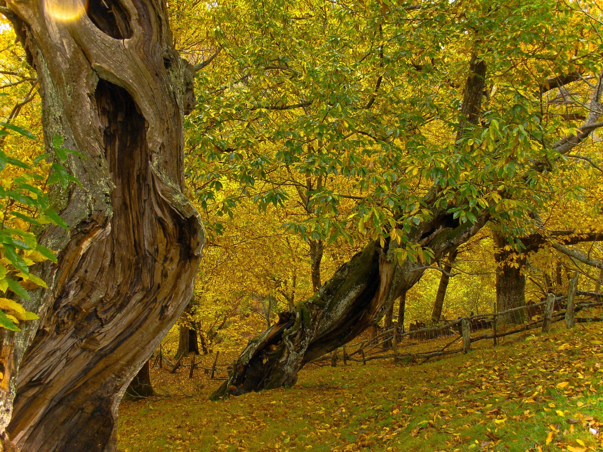 CITES espera ver los compromisos mundiales adoptados en 2010 para conservar los árboles