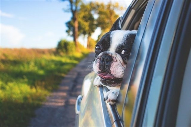 Top consejos para viajar con nuestro perro este verano