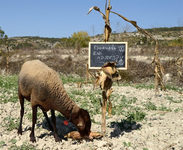 Crowdfunding para recuperar la producción de lana valenciana con la única oveja autóctona