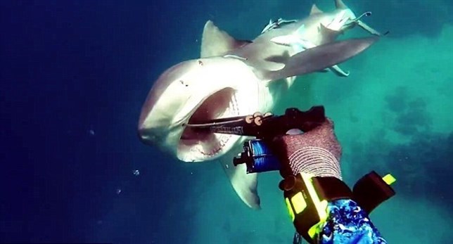 VIDEO de un tiburón toro atacando a un pescador