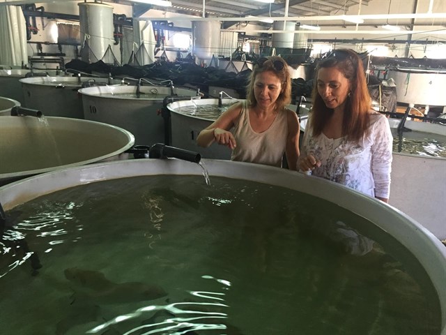 Objetivo: conseguir una cría más sostenible y mejorar el proceso de alimentación de la dorada