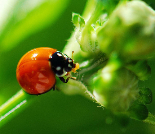 II Seminario de Análisis y Prospectiva sobre la pérdida de la biodiversidad