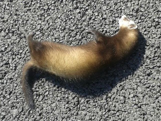 Agentes forestales recogen un turón atropellado en la M-501