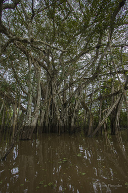 Los peces del Amazonas