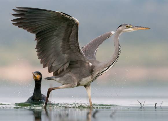 Día Mundial de los Humedales en Extremadura con visitas
