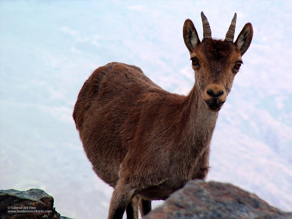 Junta decreta la excepcionalidad cinegética en unos 230 municipios por un brote de sarna en Cabra Montés