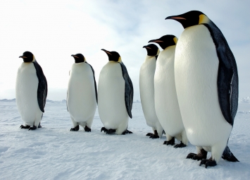 Antártida fósiles de un pingüino gigante