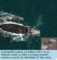 La ballena 13/71 necesita padrinos!