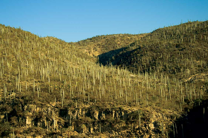 Te descubrimos la Reserva de la Biosfera Tehuacán Cuicatlán