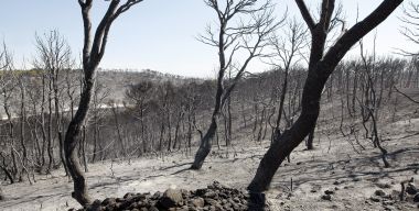 Perdidos para siempre el 77% de los pinares del Bages y Berguedà que se quemaron en 1994