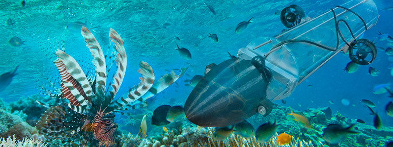 A la caza del pez león con un robot submarino