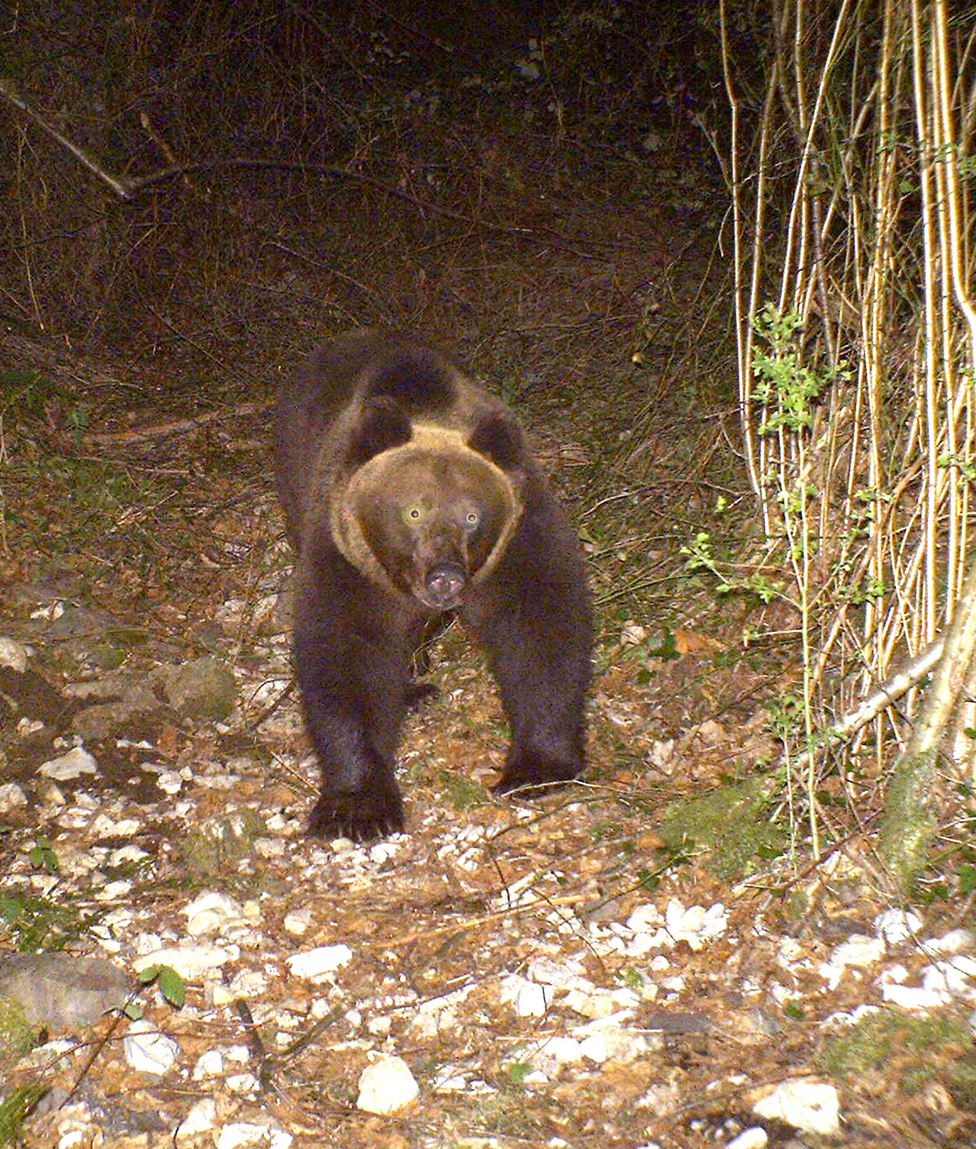 El FAPAS da por finalizada la recuperacion de la poblacion de oso pardo en el Concejo Proaza