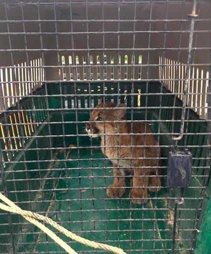 Rescatan a cría de puma que peligraba por caza furtiva