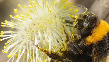 Las emisiones de las flores se incrementan por los efectos del cambio global