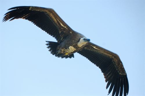 SEO/BirdLife exige que las aves necrófagas puedan alimentarse de reses muertas
