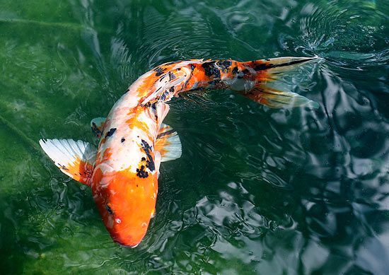 Los peces de agua dulce de Fukushima contaminados de cesio radiactivo