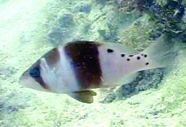 México. Descubren mexicanos una nueva especie de pez en el Mar Caribe