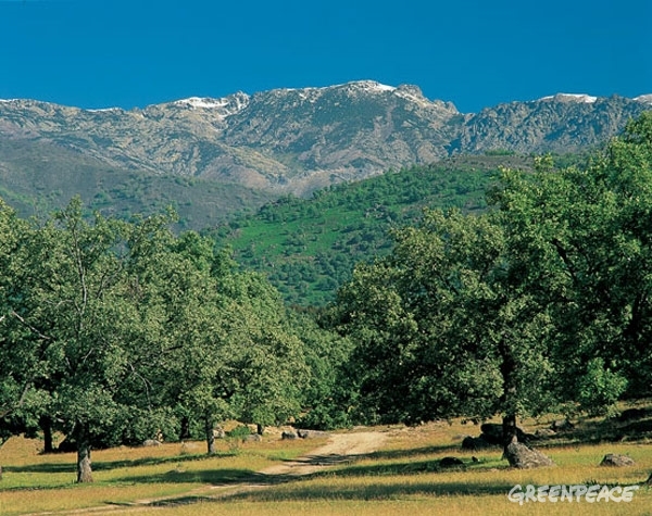 La gestión forestal sostenible es una ‘paparruchada’ para el PP