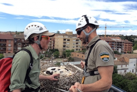 Por qué agentes de protección de la naturaleza han quitado un nido de cigüeña