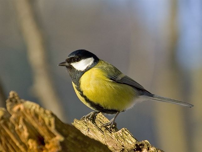 Las aves se alimentan observando a otros individuos de su red social