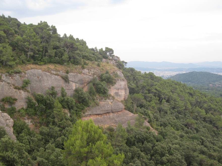 La expansión de los encinares "ahoga" los pinares de la Península Ibérica