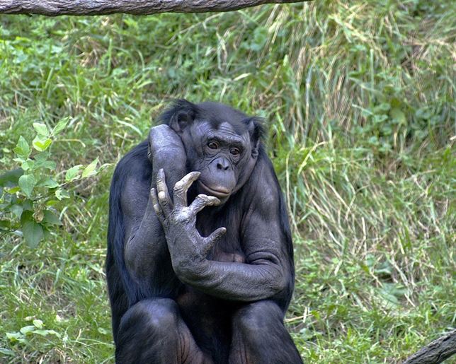 Qué mano es más primitiva la humana o la del chimpancé