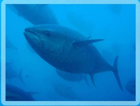 MAGRAMA regula la pesquería del atún rojo