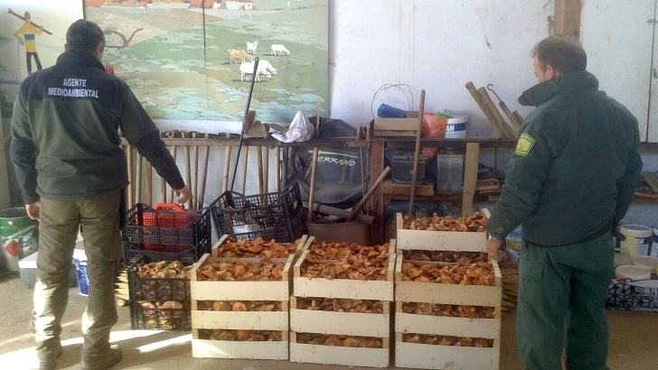 Soria destaca el esfuerzo en el control de la actividad micológica